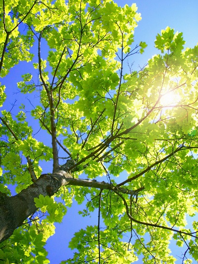 Nature 1