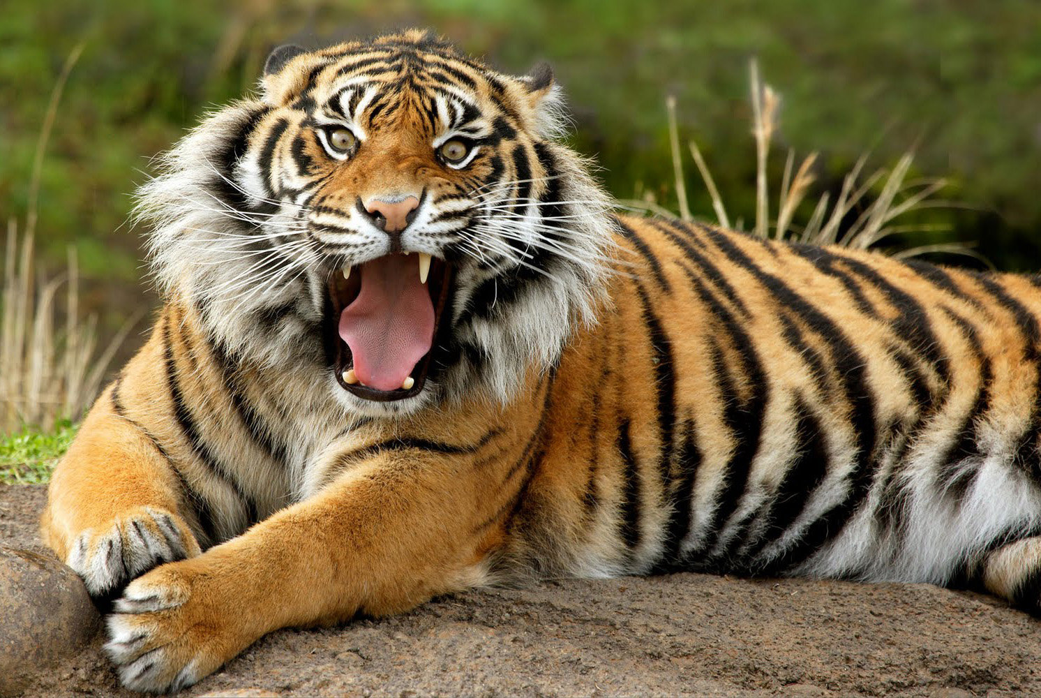 Wildlife