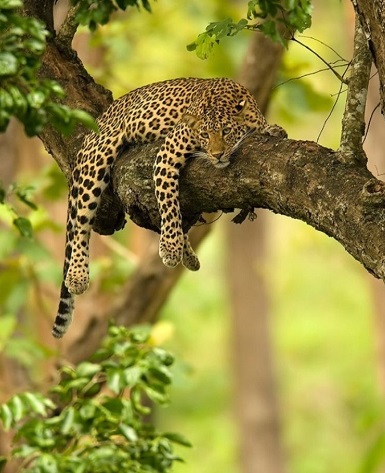 Wildlife