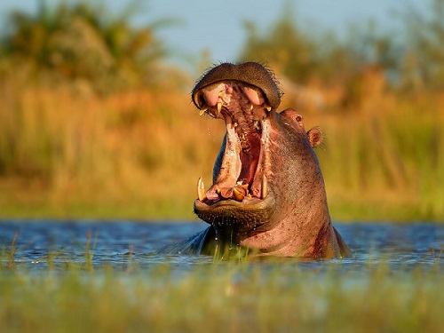 Wildlife