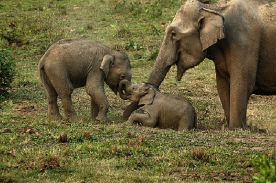 Wildlife